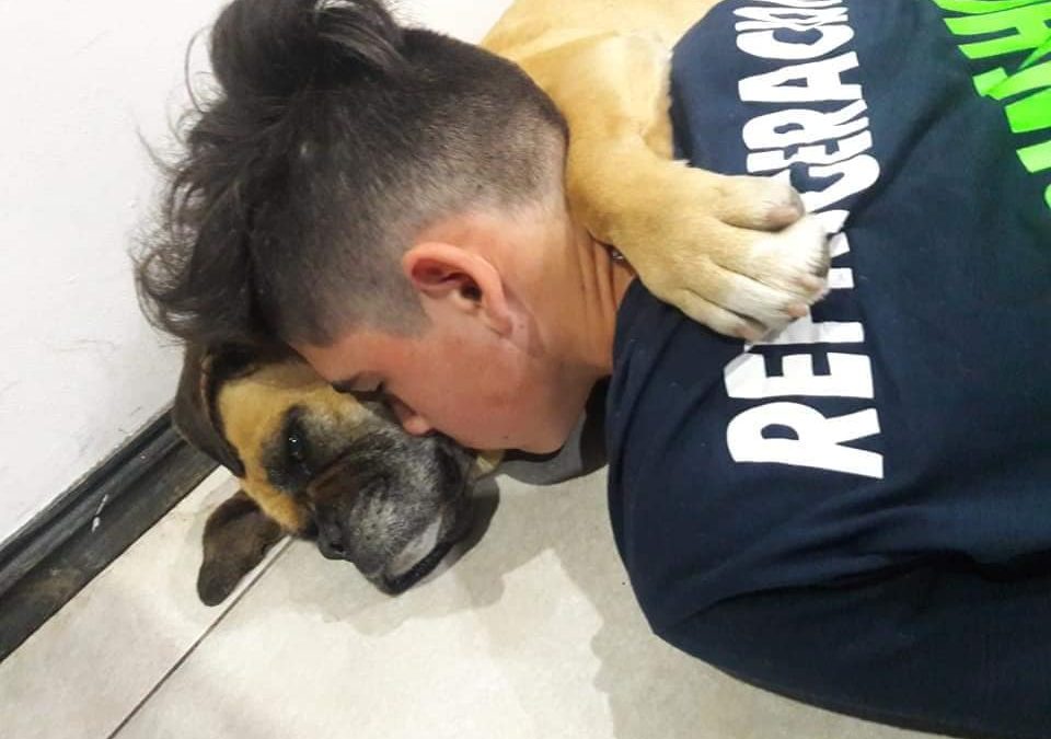 Perra muere por ruidos de pirotecnia