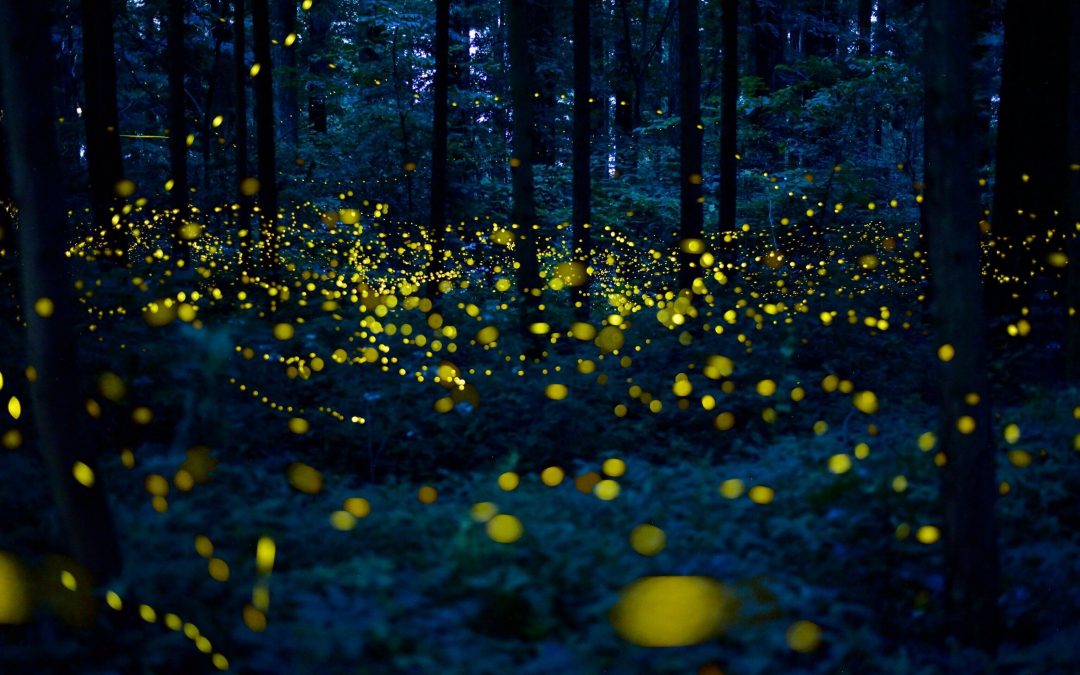Luciérnagas estarían en peligro de extinción