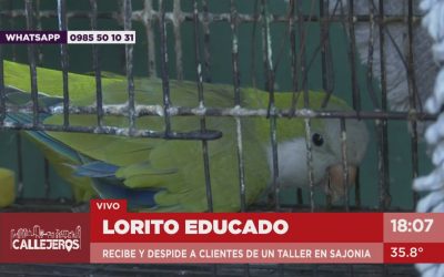 Chiquito, el loro educado de Sajonia