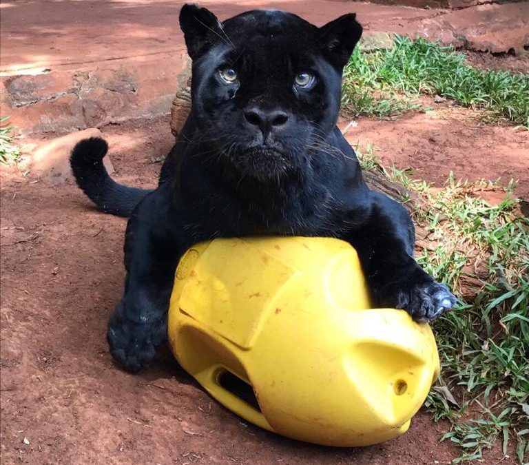 Falleció Chito: El jaguareté de 18 años de la reserva de Itaipú