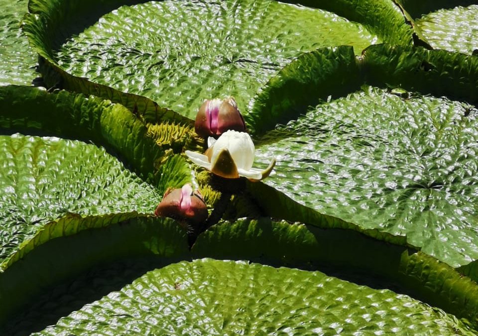 Volvió el espectáculo en Limpio: Instan a la protección del “Yacaré Yrupé”