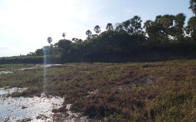 Fiscalía interviene ante mortandad de peces en Rio Montelindo