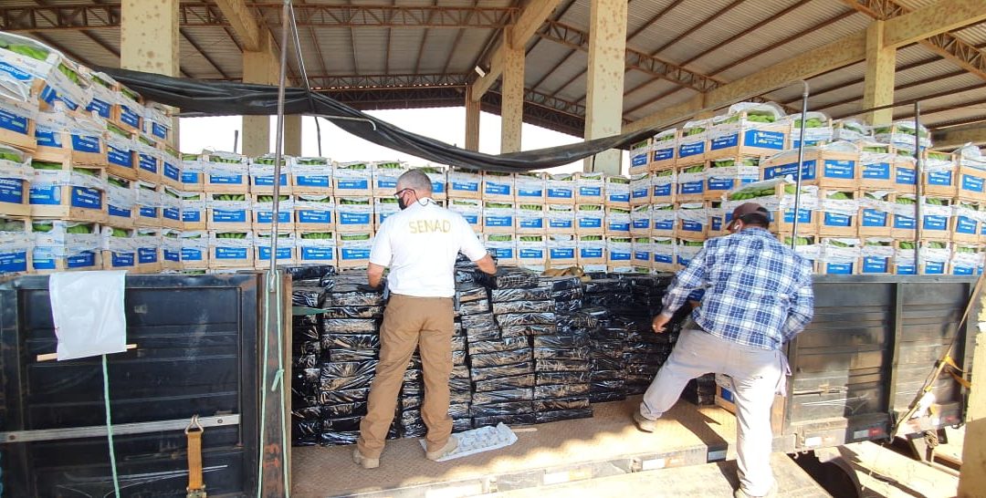 Camión que transportaba bananas fue detenido con marihuana