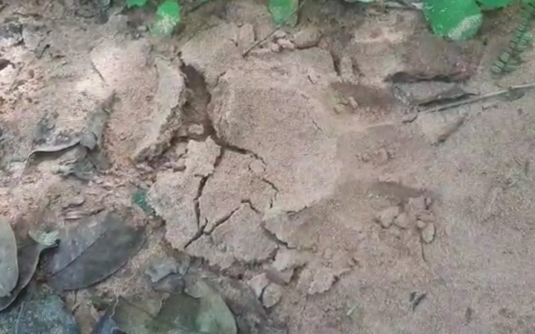 Pobladores de San Pedro están bajo temor por presencia de un tigre