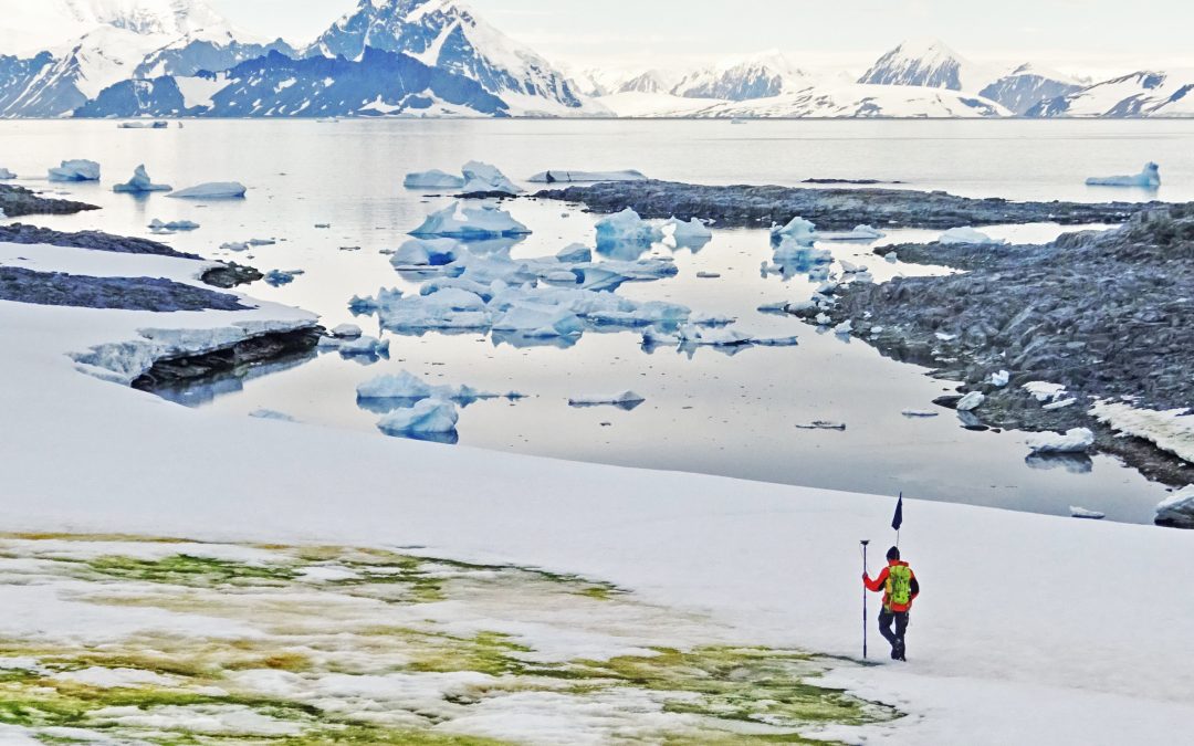 Preocupa la aparición de “nieve verde” en la Antártida