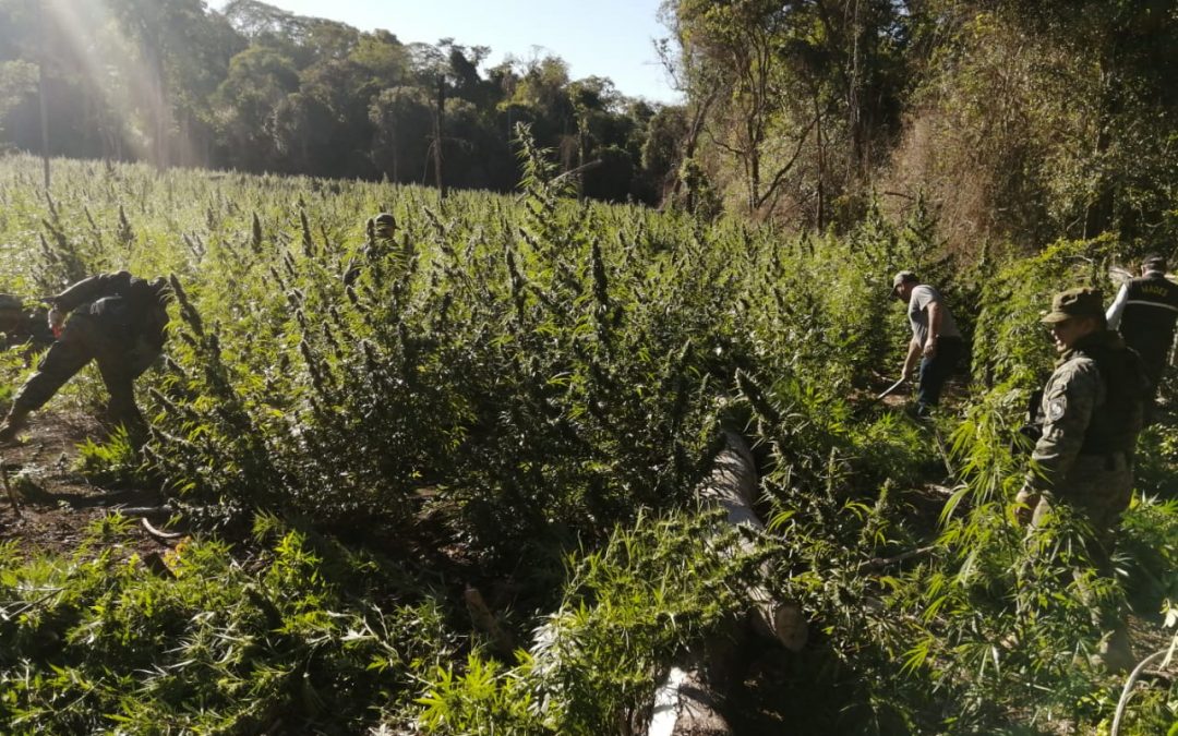Eliminaron plantaciones de marihuana en parque nacional de Concepción