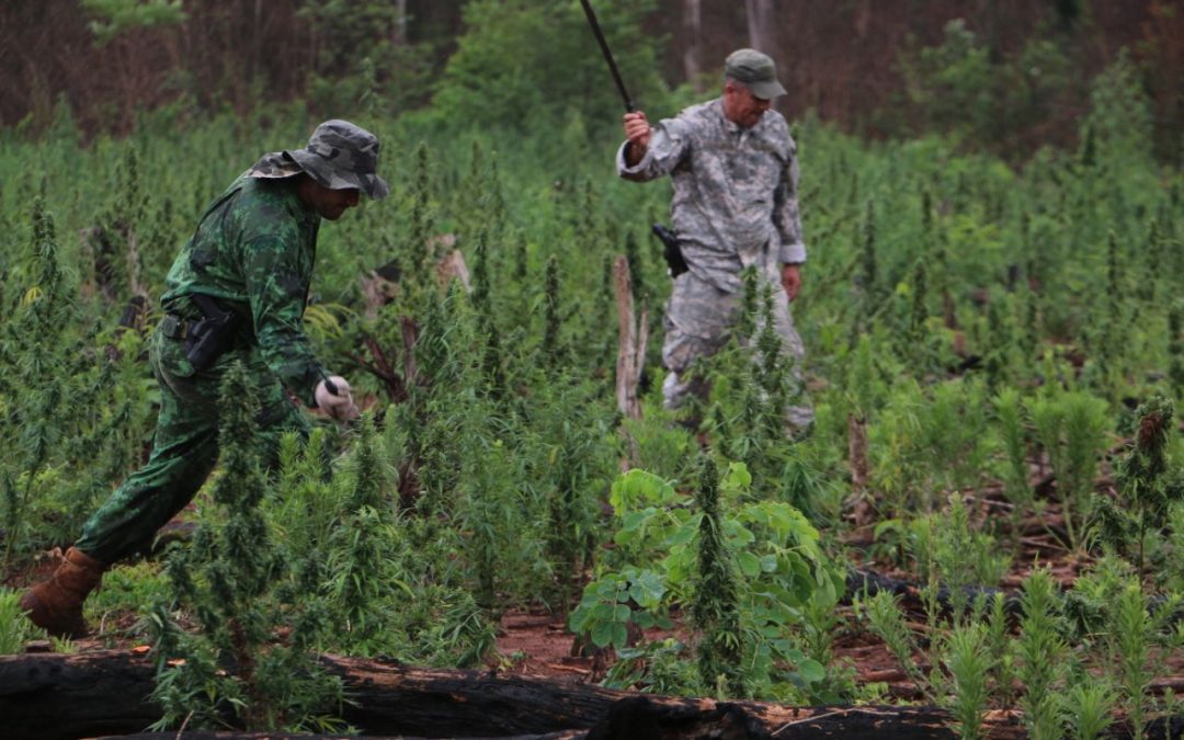 Elaboran “el mapa y la ruta” de la marihuana en el Paraguay