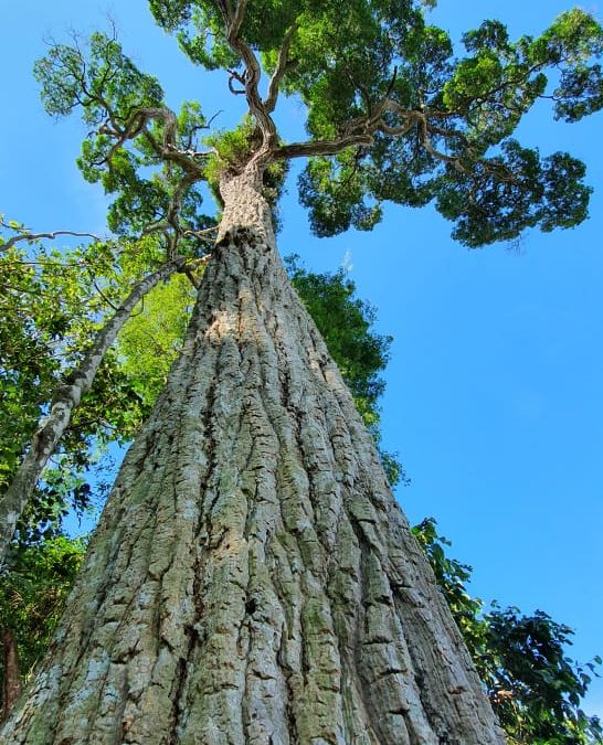 Día Nacional del Árbol: Un yvyraromi de 400 años se destaca en la reserva de Itaipú