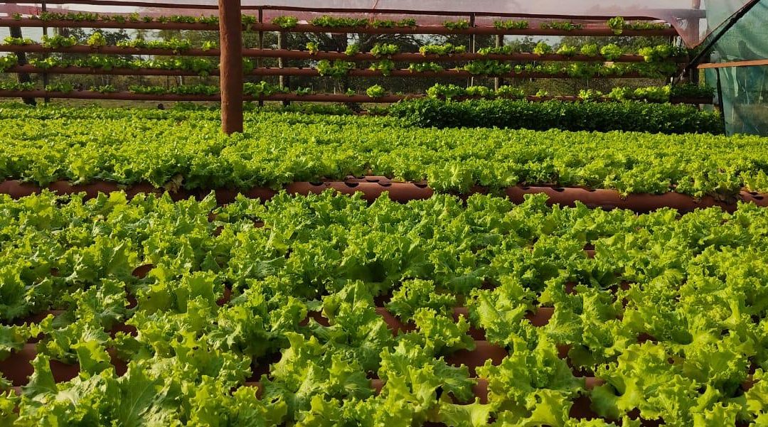 Joven sale adelante mediante el cultivo hidropónico en Pilar