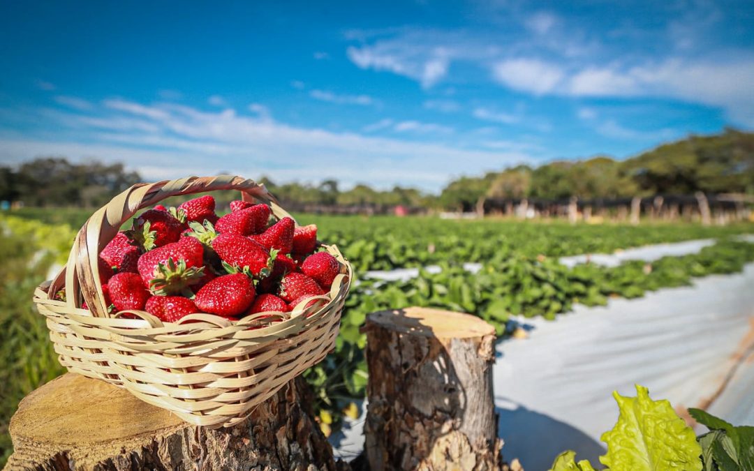 Productores de frutilla solicitan autorización para realizar expo