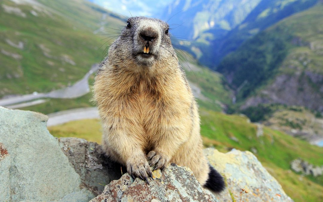 Mongolia va a cuarentena y cierra fronteras con Rusia, tras muertes por peste bubónica