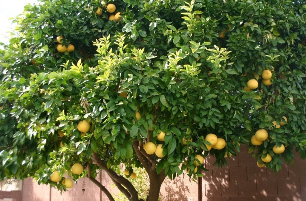 Prisión para hombre que robó pomelos desata indignación ciudadana