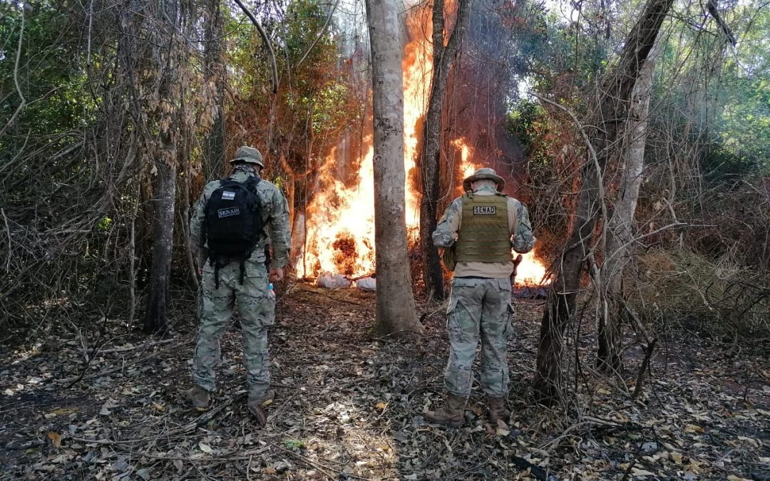 Destruyen 10 toneladas de marihuana en centro de producción de Azotey