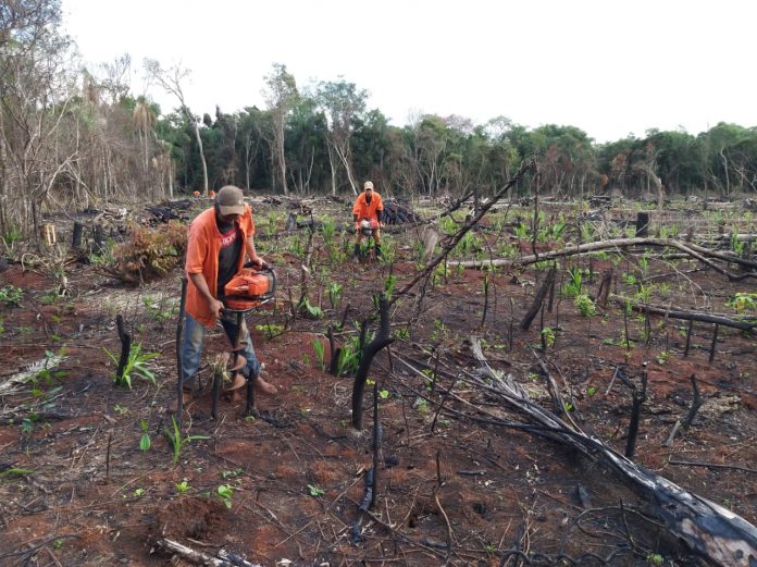 Itaipú plantó 15.000 especies nativas en Puerto Indio