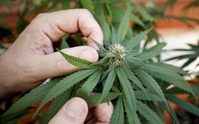 Piden legalizar autocultivo de cannabis