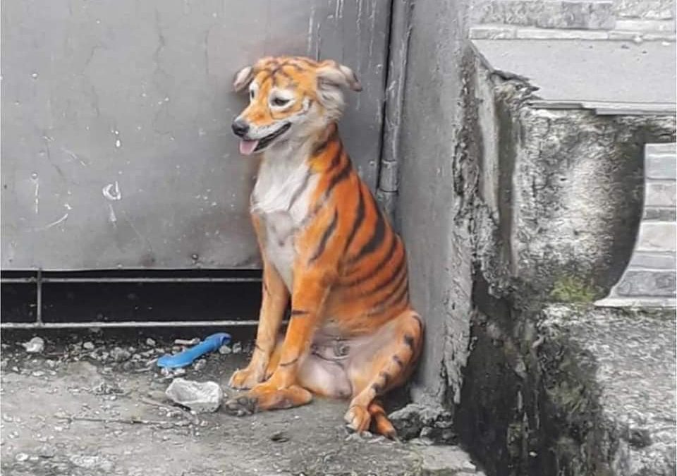 Aparición de un perro pintado como tigre causa indignación en Malasia