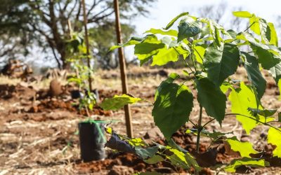 Para compensar por obras del Corredior Vial Botánico: Plantarán 4.000 árboles nativos