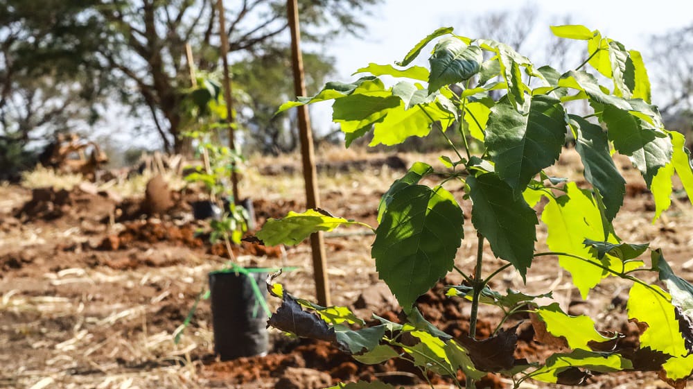 Para compensar por obras del Corredior Vial Botánico: Plantarán 4.000 árboles nativos