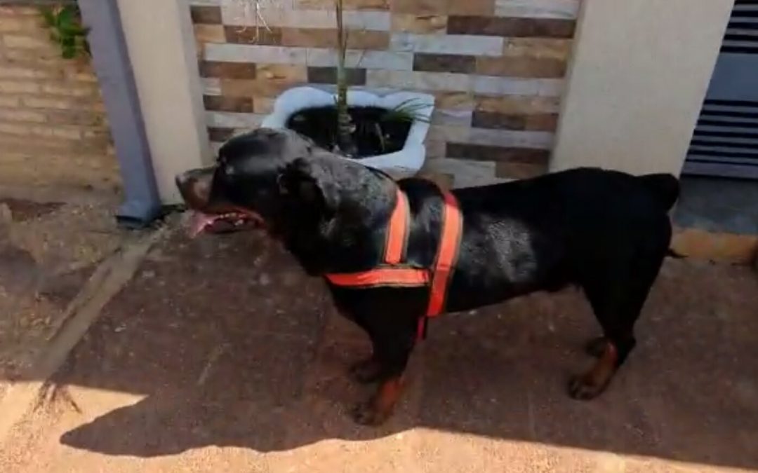 Perro guardián persigue a motochorros y evita un asalto en Concepción