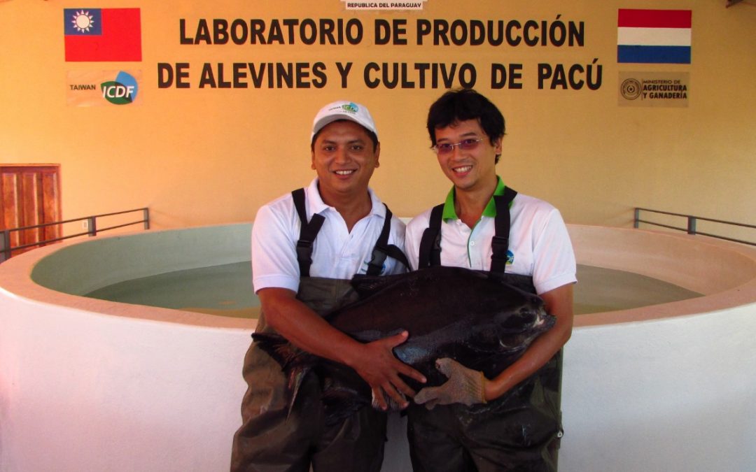 Logran exitosa producción en masa de pacú gracias a asistencia de Misión Técnica de Taiwán