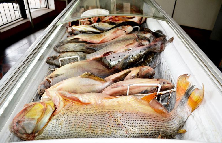 Hoy inicia veda pesquera, pero venta continúa