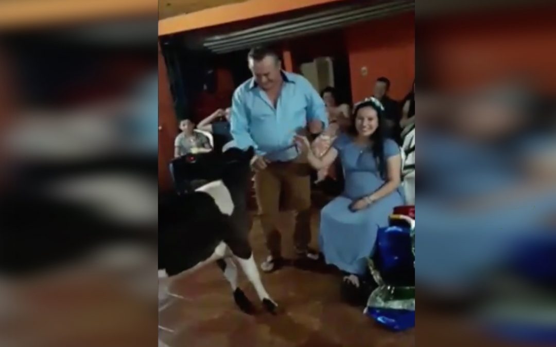 Se tomaron muy en serio lo de la vaquita: Embarazada recibe una vaquita por su baby shower