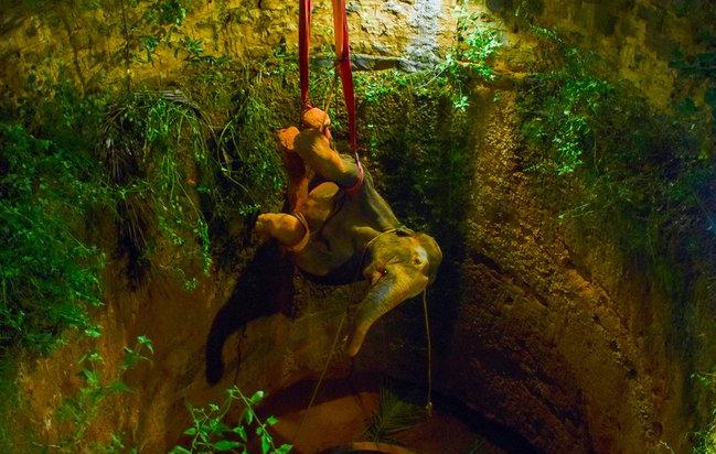 India: rescatan a elefante que cayó a un profundo pozo