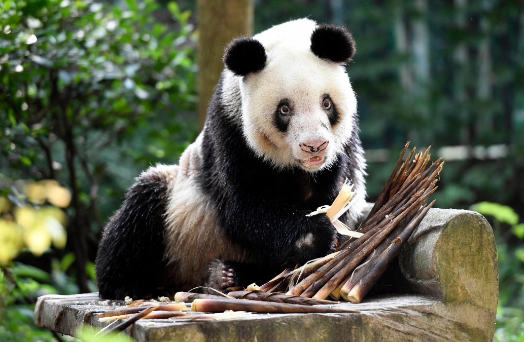 Muere la osa panda en cautividad más vieja del mundo