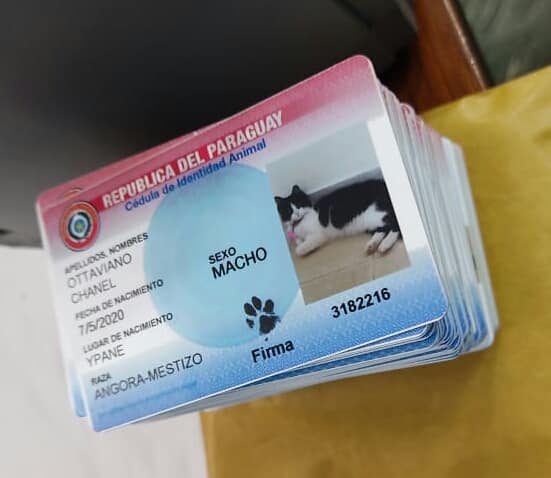 Allanan comercio donde elaboraban cédulas para perros y gatos
