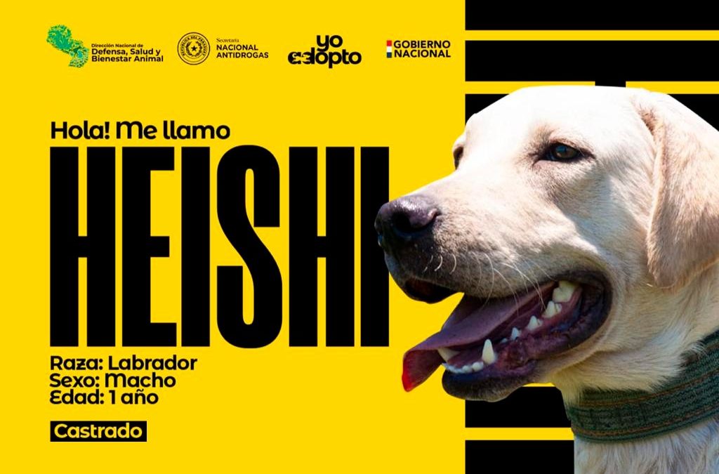 “Agentes cuatro patitas” de la SENAD buscan un hogar