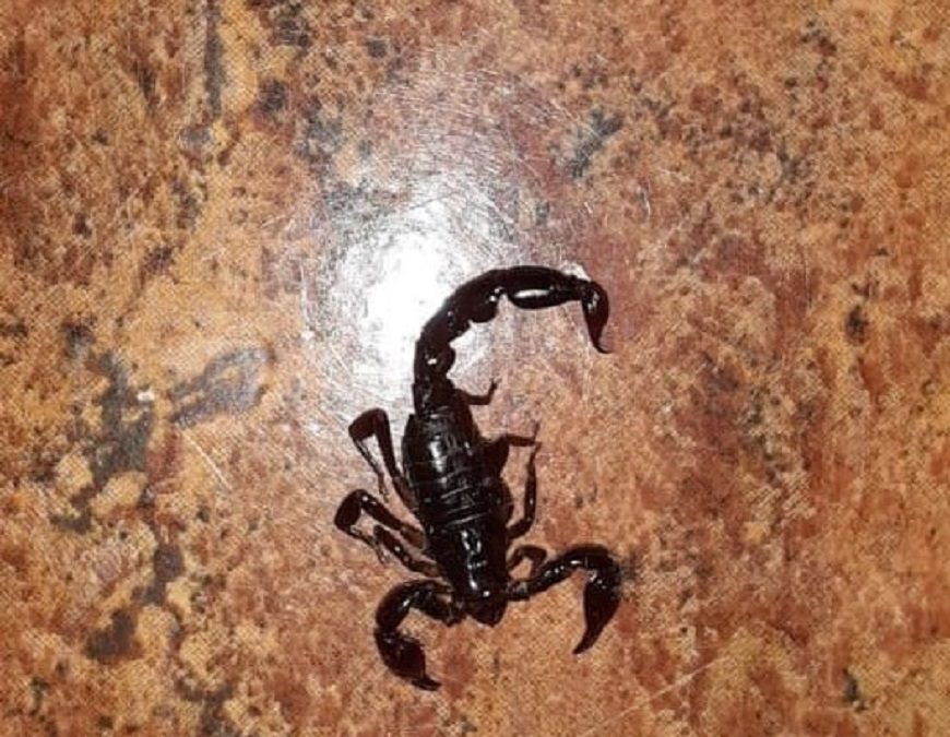 Temporada de alacranes: recomendaciones y cuidados