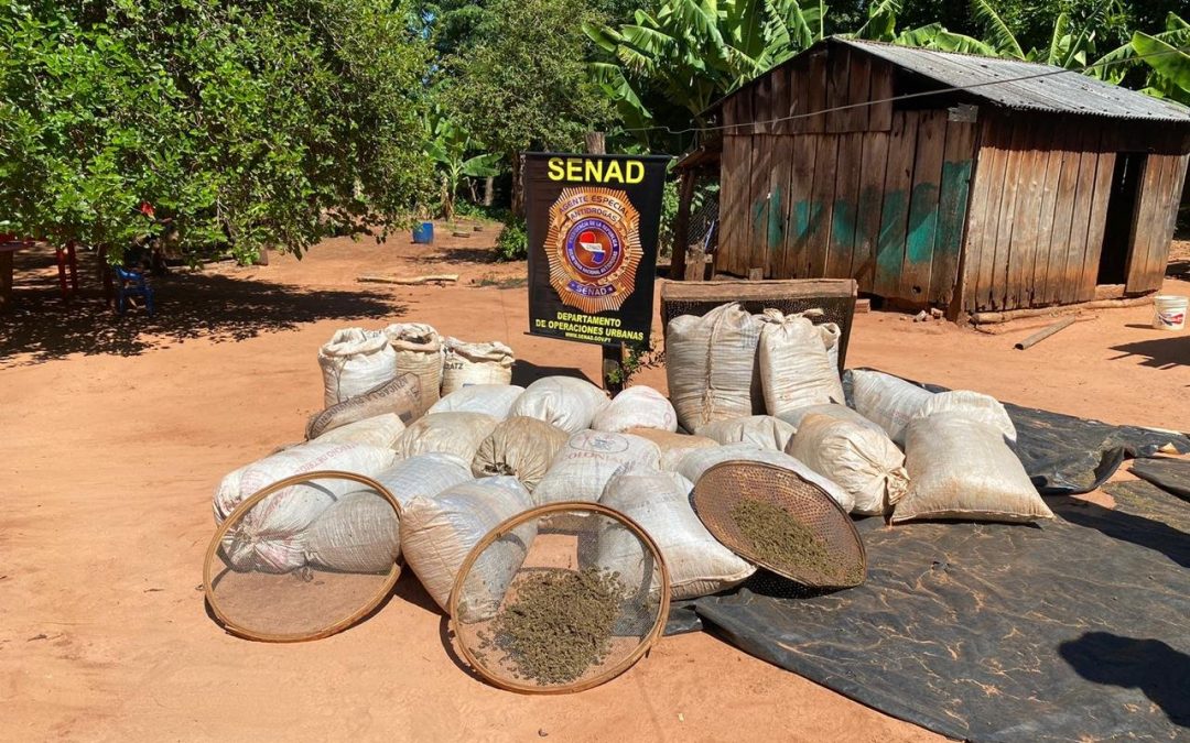 Canindeyú: Senad decomisa más de 8 toneladas de marihuana