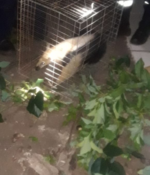 Oso hormiguero es rescatado en Ciudad del Este