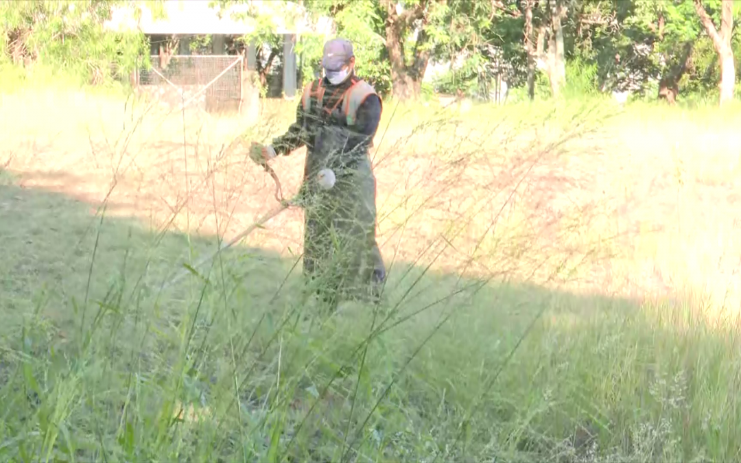 Titular del SENEPA: “Lo que mata no es el ñati’ũ, sino el ñembotavy”