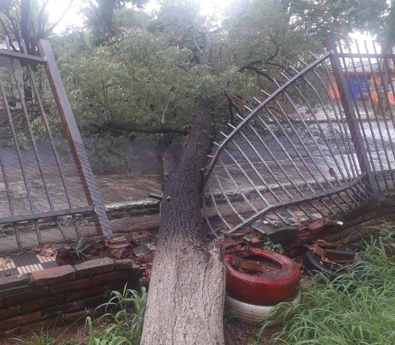 Caída de árbol ocasiona daños en Colegio Ysaty