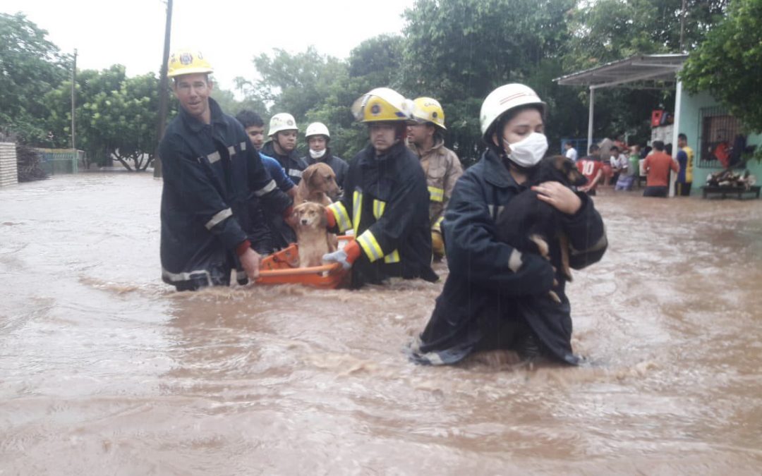 ¡Peluditos a salvo! Bomberos rescatan animales del agua