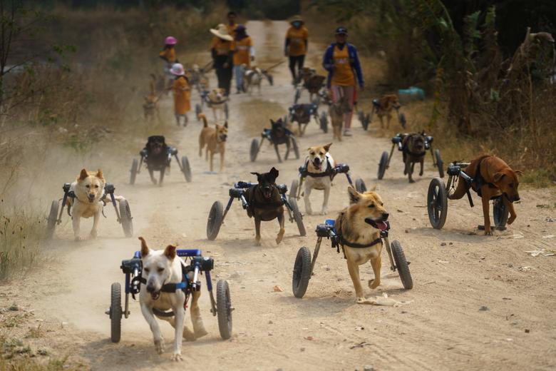 Perros discapacitados reciben andadores y vuelven a correr en Tailandia