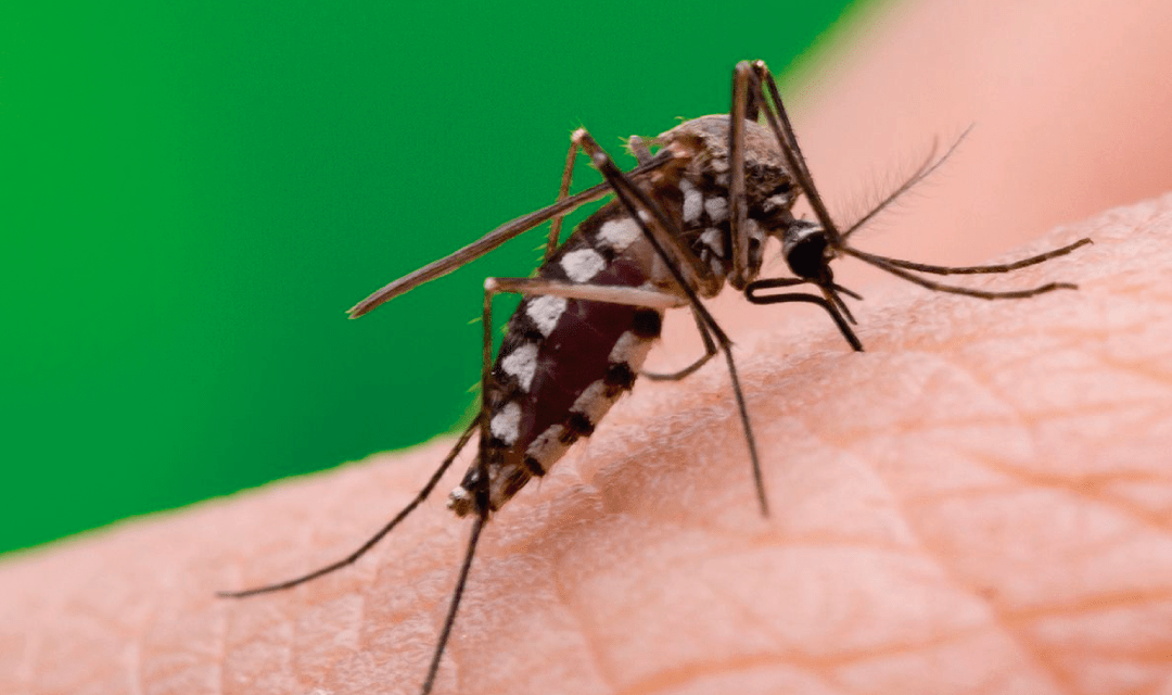 Suman casi 100 los casos de dengue