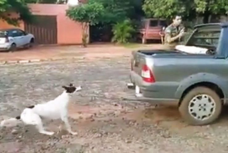 Esperan dura sentencia para mujeres que arrastraron a “Tyson” hasta matarlo