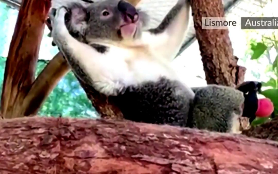 Con prótesis en una pata, Koala trepa y corre