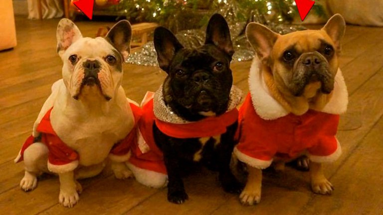 Violento asalto: Robaron dos de los tres bulldogs franceses de Lady Gaga