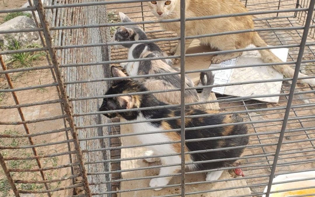 Sobrepoblación felina en Tacumbú: castrarán a los gatos rescatados