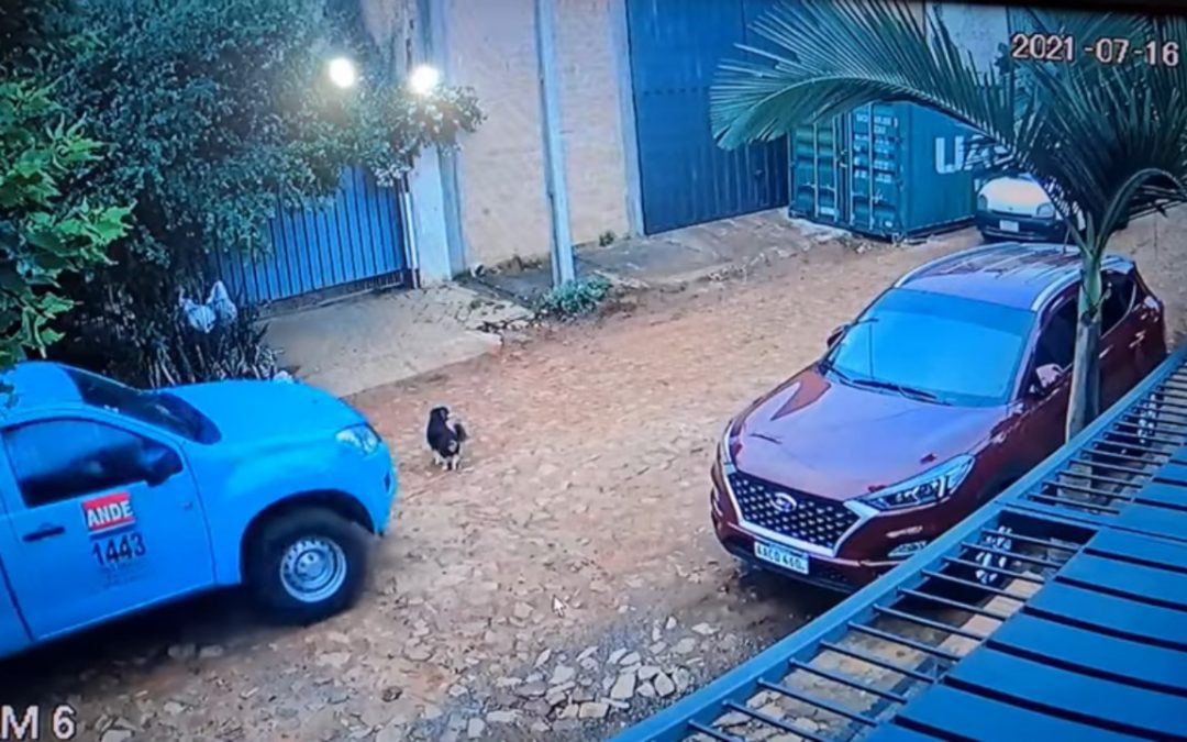 Hombre “sin corazón” atropelló y mató a un perro