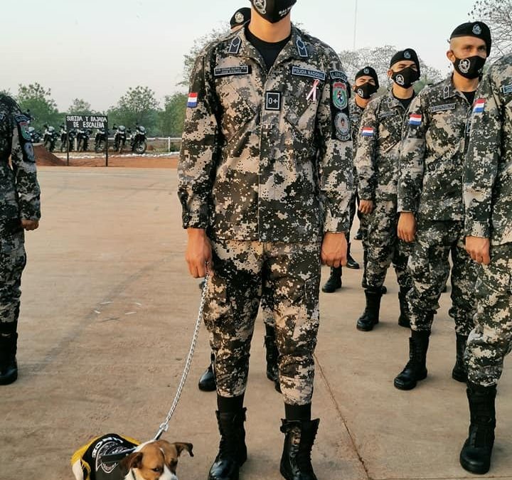 La historia de Chabelo: de vivir en la calle a ser perro Lince