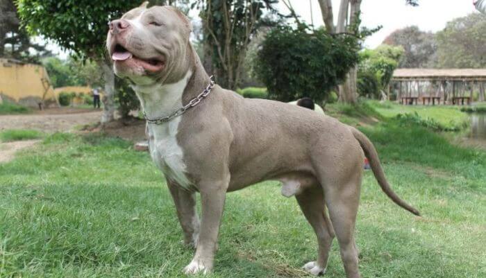 A mazazos y puñaladas: denuncian a mujer que, supuestamente, asesinó a un pitbull