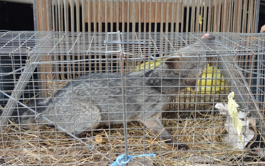 Aguara´i fue rescatado de una vivienda en Luque