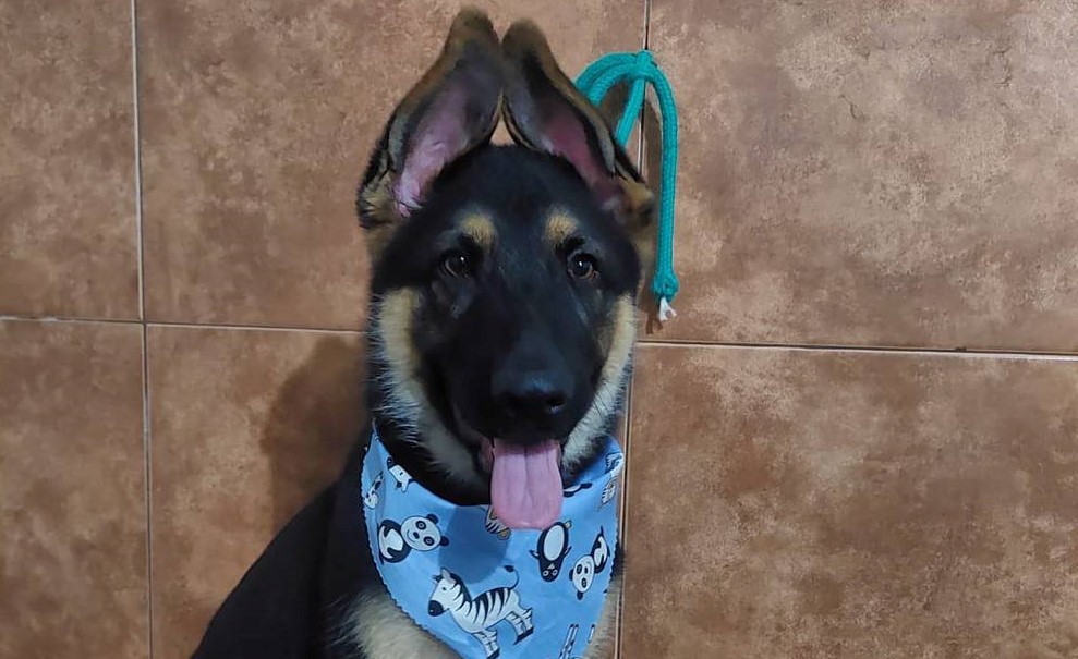 Final feliz: recuperaron a “Coco”, el cachorro que fue robado de su casa