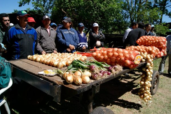 Producción de cebollas alcanzaría récord este año