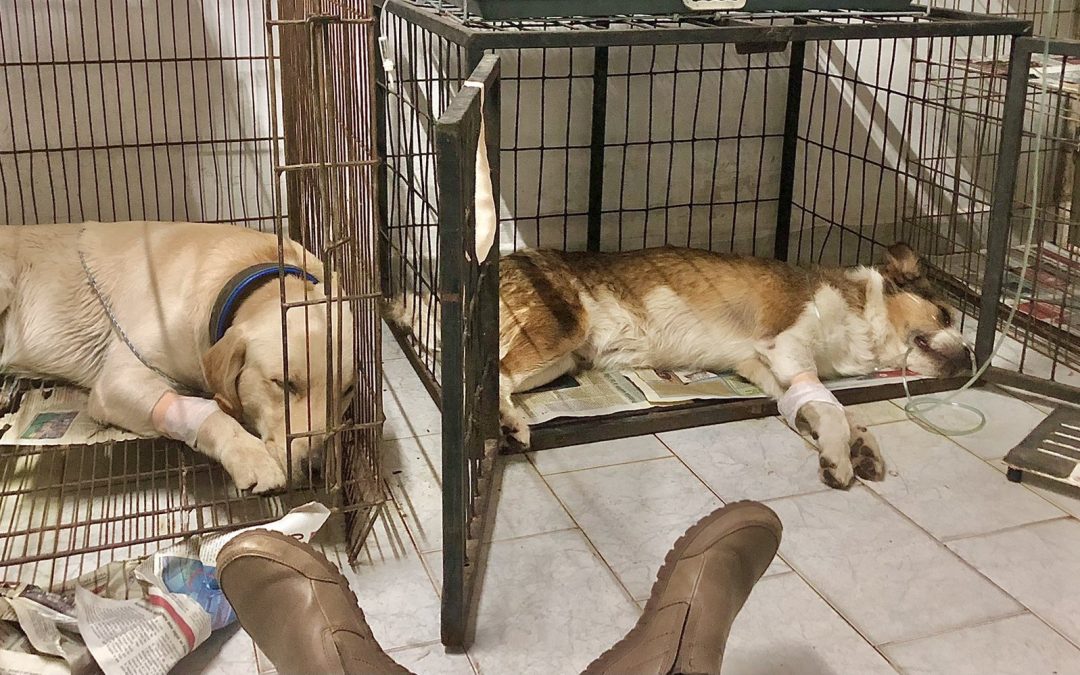 Perritos fueron envenenados y su dueño pide ayuda para cubrir gastos