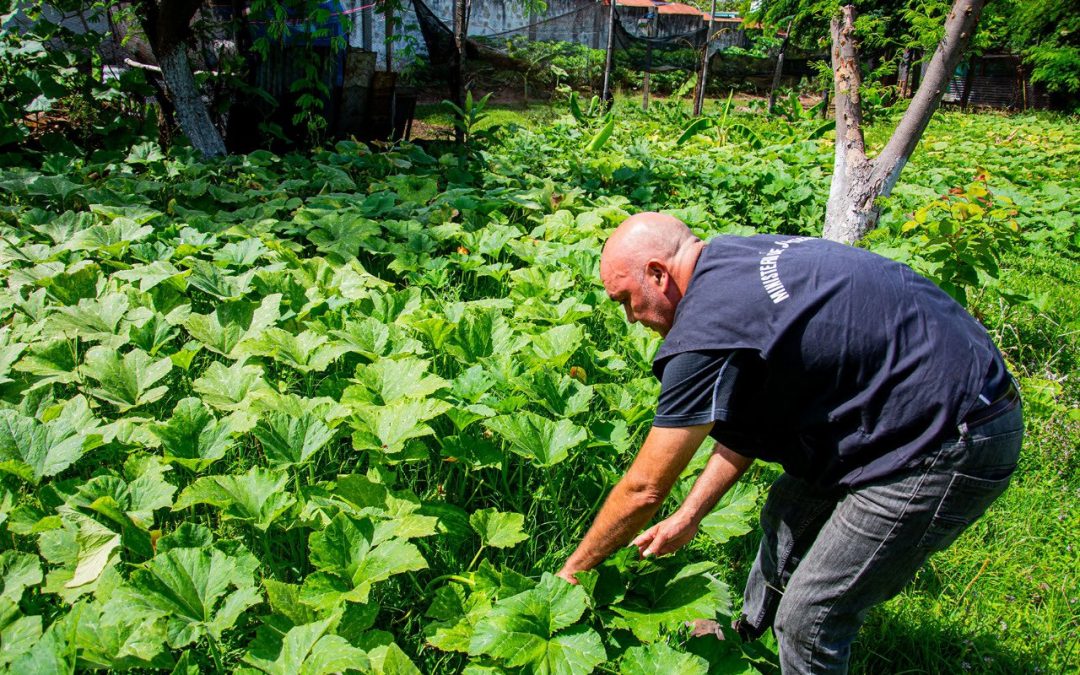 Privados de libertad acrecientan volumen de producción en granja Ko’ê Pyahu